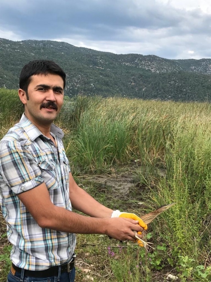 Yaralı Balaban Kuşu Tedavi Edilip Doğaya Bırakıldı