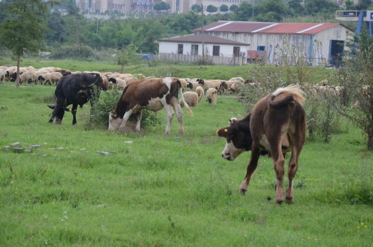 Sele Kapılan Büyükbaş Hayvanlar Çevredekilerin Yardımıyla Kurtarıldı