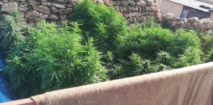 Şanlıurfa’da 4 Bin Kök Kenevir Ele Geçirildi