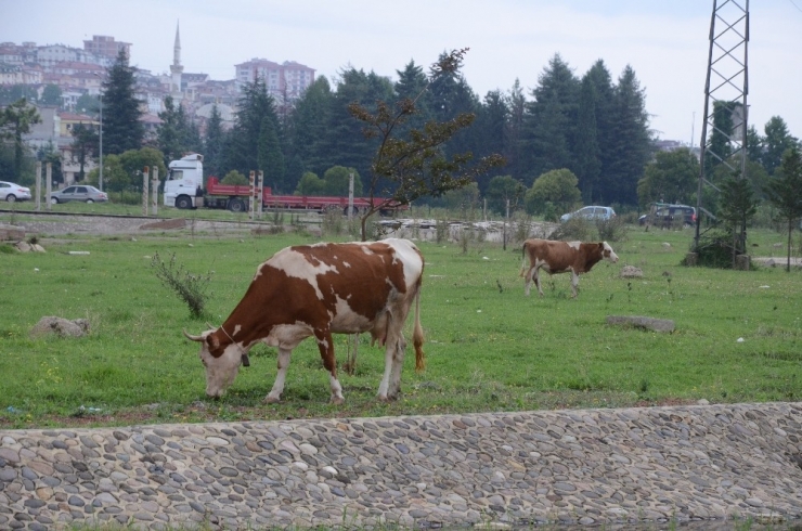Sele Kapılan Büyükbaş Hayvanlar Çevredekilerin Yardımıyla Kurtarıldı