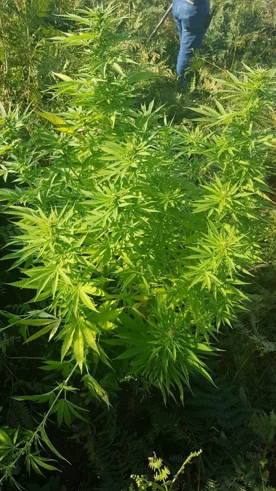 Tarlasına Hint Keneviri Eken Çift Adliyede