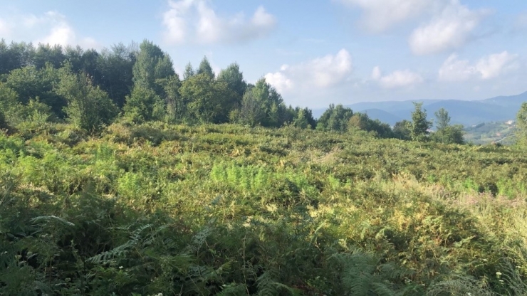 Tarlasına Hint Keneviri Eken Çift Adliyede