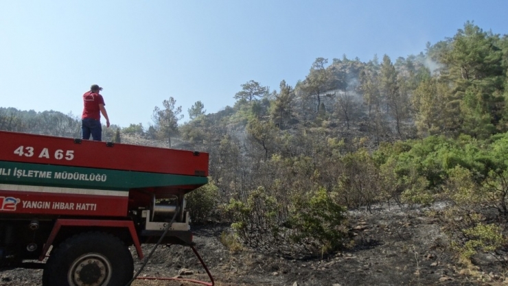 Domaniç’te Orman Yangını