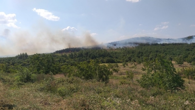 Edirne’de Orman Yangını