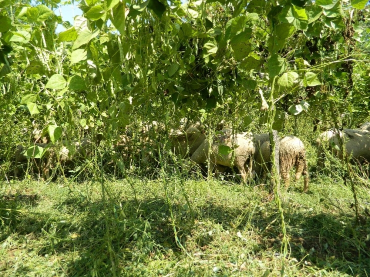 Fasulye Tarlasında Hayvanlarını Otlattı