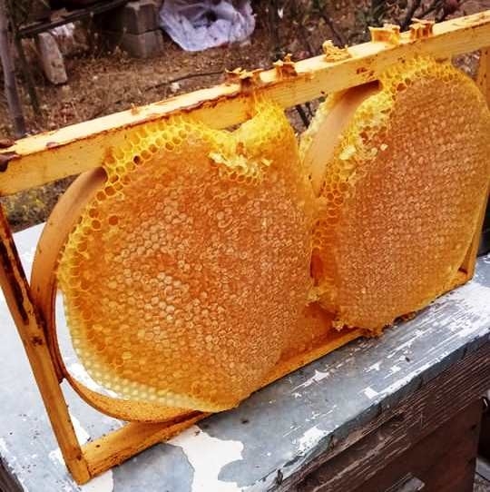 Hisarcıklı Bal Üreticileri Yüksek Rekolte Bekliyor