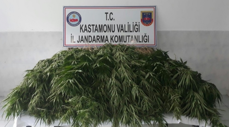 Jandarma’dan Uyuşturucu Operasyonu