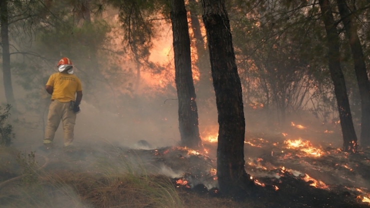 Ormanlar İçin Canlarını Hiçe Sayıyorlar