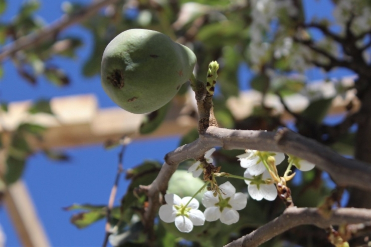 Meyveli Ağacın Çiçek Açması Şaşırttı