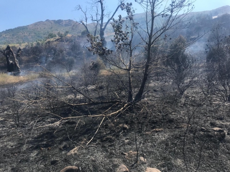 Beydağ’da Korkutan Orman Yangını