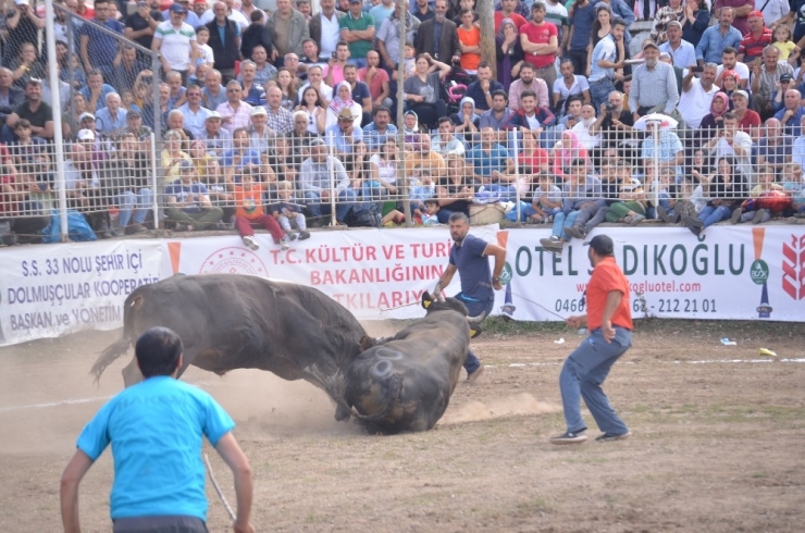 Türkiye Boğa Güreşleri Şampiyonası Kafkasör Yaylasında Tamamlandı