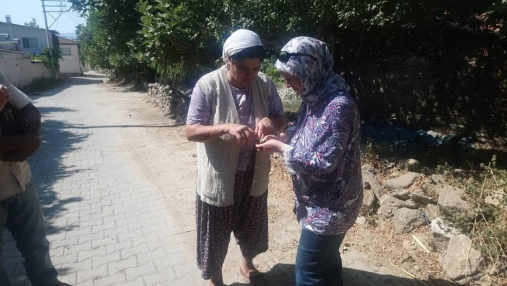 Efeler’de İlek Ağaçları İncelendi