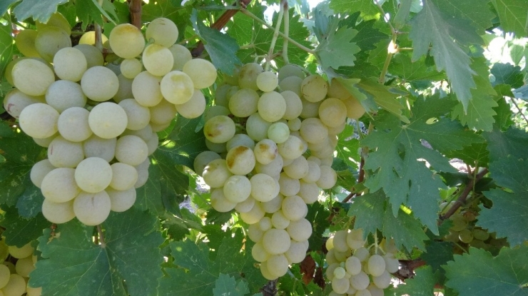 Gercüş’te Organik Kuru Üzüm Mevsimi Başladı