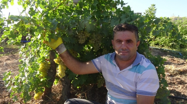 Gercüş’te Organik Kuru Üzüm Mevsimi Başladı