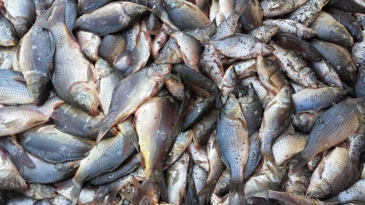 Yasa Dışı Avlanan 400 Kilo Balık Ele Geçirildi