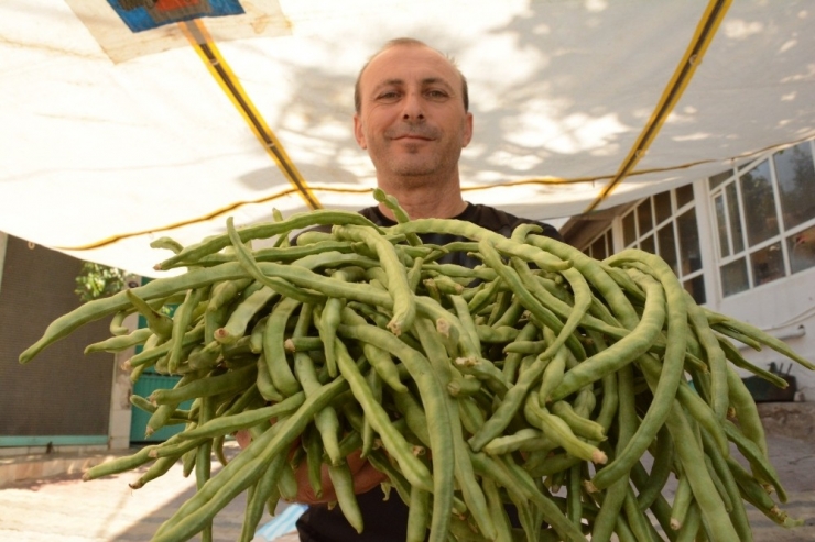 Binlerce Kişi Börülce Festivaline Akın Etti