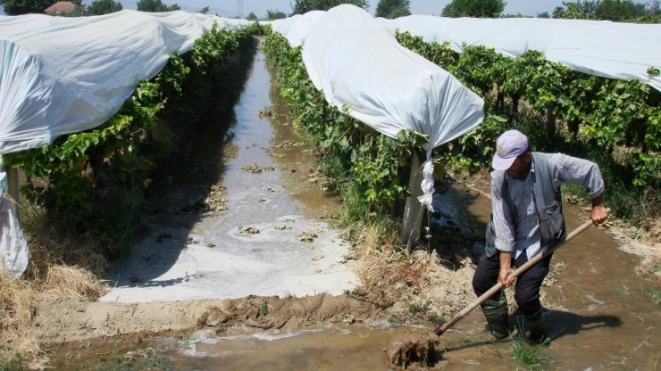 Üzümler Sıcaktan Etkilenmesin Diye Sulama Artırıldı