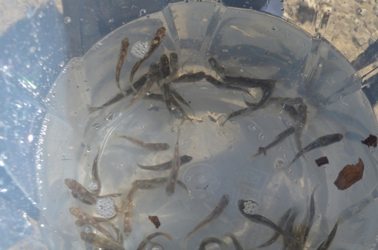 Hurman Çayına Alabalık Yavrusu Bırakıldı