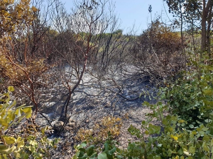 Doğayı Ateşe Veren Göçmen Sınır Dışı Edildi