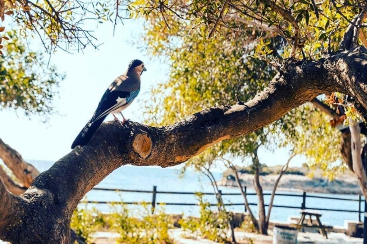 Tavşanburnu Tabiat Parkı, Doğal Güzelliğiyle İlgi Çekiyor