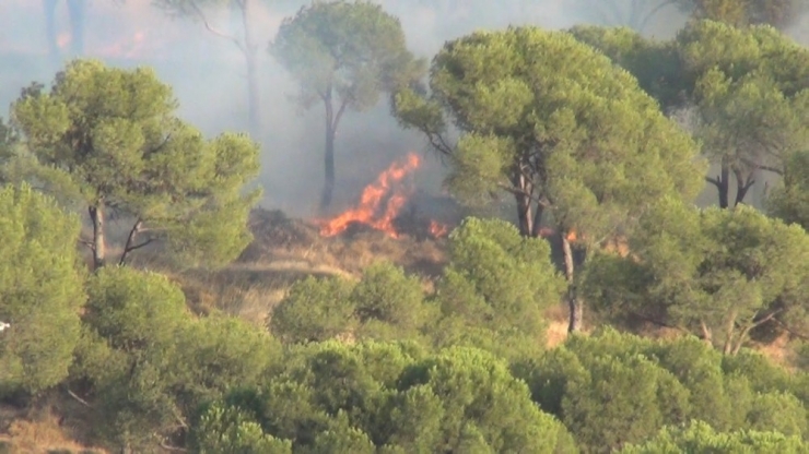 Sigara İzmariti Ormanı Yaktı