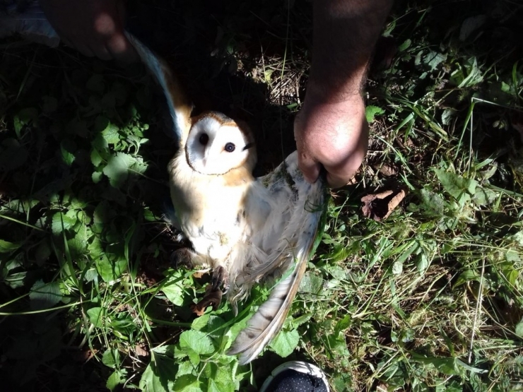 İpe Dolanan Peçeli Baykuş Kurtarıldı
