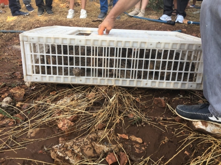 Diyarbakır’da 130 Bıldırcın Doğaya Salındı