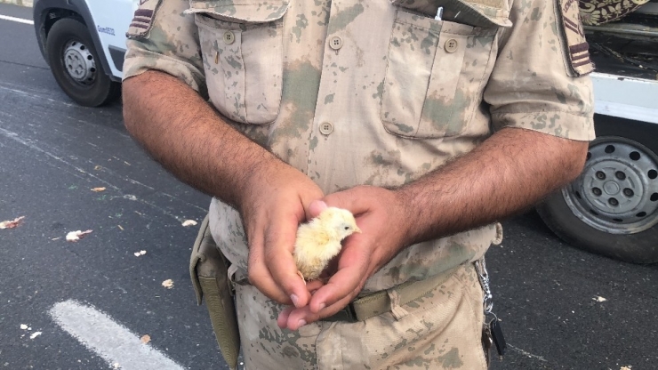 Civcivleri Yaşatmak İsterken Hayatlarını Kaybettiler