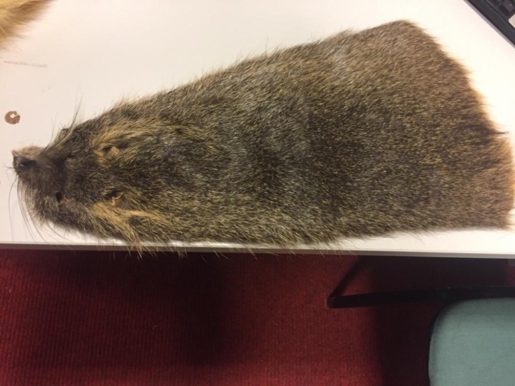 Esenboğa Havalimanı’nda 350 Bin Liralık Kunduz Ve Tilki Postu Ele Geçirildi