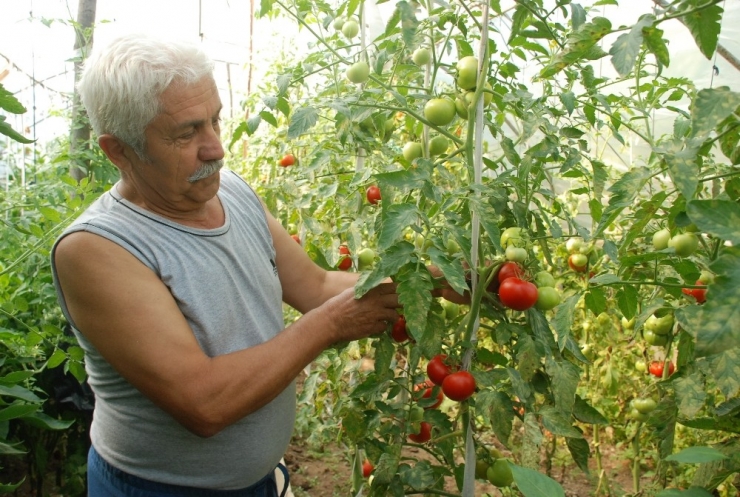 Emekli Oldu, Kahvehane Köşeleri Yerine Seracılığı Seçti