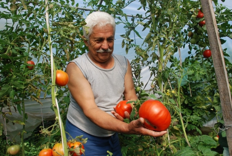Emekli Oldu, Kahvehane Köşeleri Yerine Seracılığı Seçti