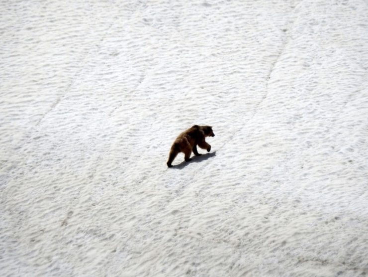 Doğa Sevdalısı Yaban Hayatı Gözlüyor