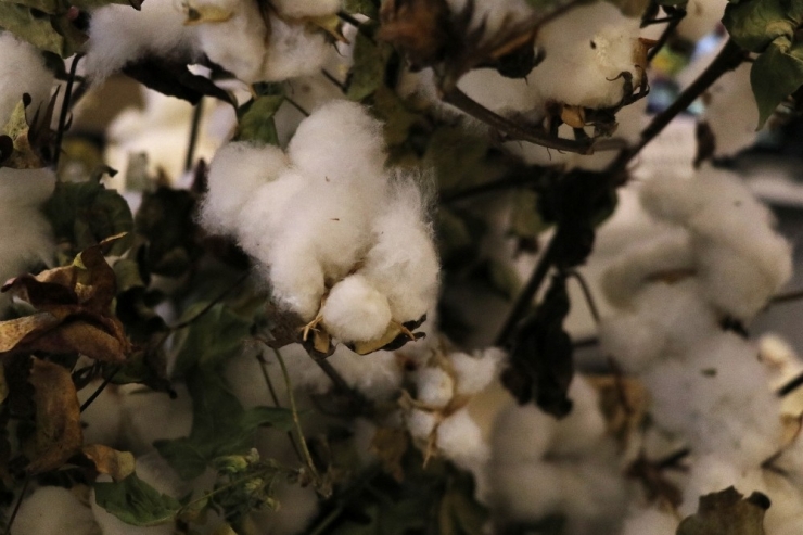 Sezonun İlk Kütlü Pamuğu 50 Liradan Satıldı