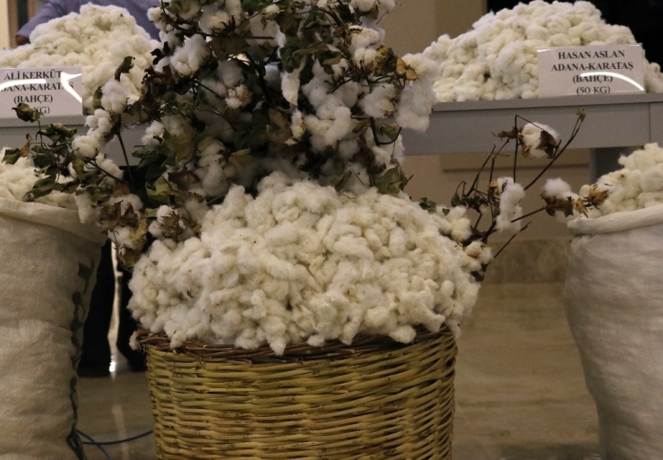 Sezonun İlk Kütlü Pamuğu 50 Liradan Satıldı