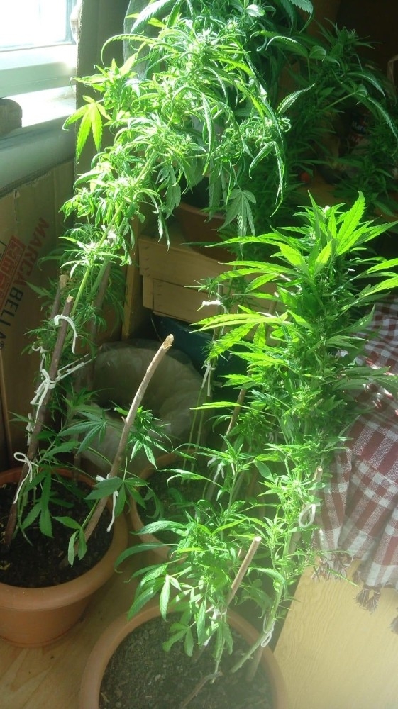 Bandırma’da Kenevir Operasyonu