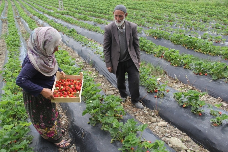 Sason’da Hibeli Çilek Üretimi Sayesinde Tersine Göç Başladı