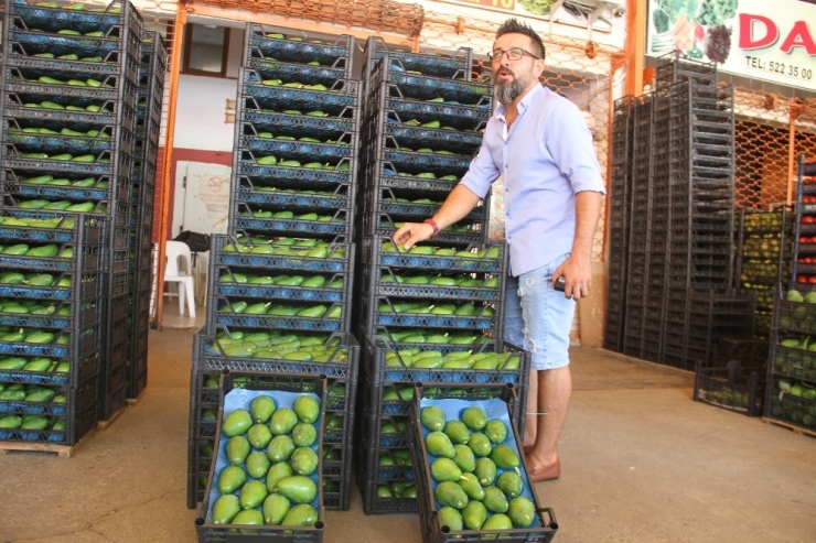 Alanya’dan Bulgaristan’a İlk Kez Avokado İhracatı
