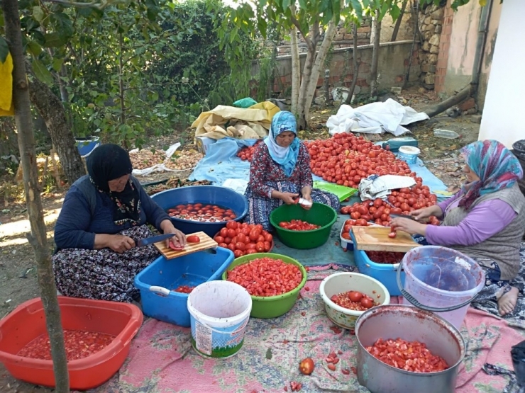 Bütün Köy Toplanıp İmece Usülü Salça Yapıyor