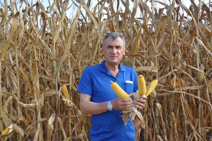 Üretici Mısır Fiyatlarının Arttırılmasını İstiyor