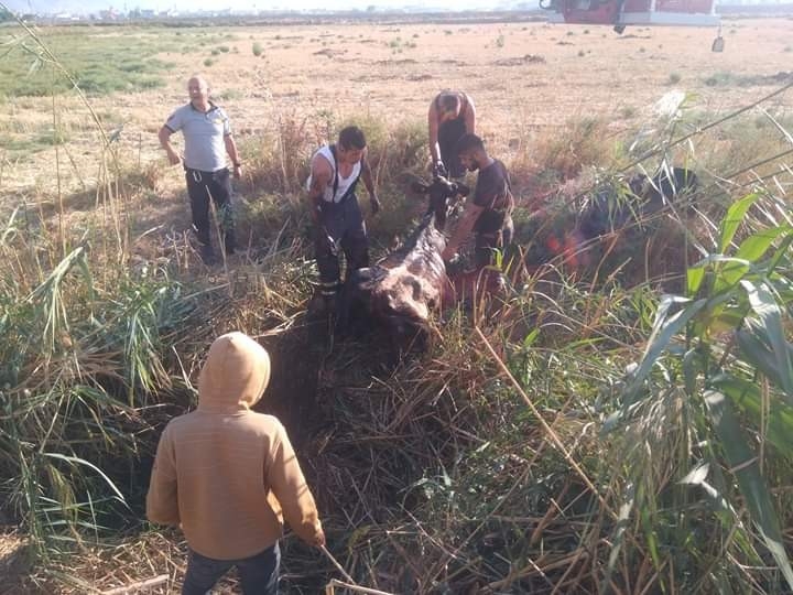 Kanala Düşen İneği Telef Olmaktan İtfaiye Kurtardı