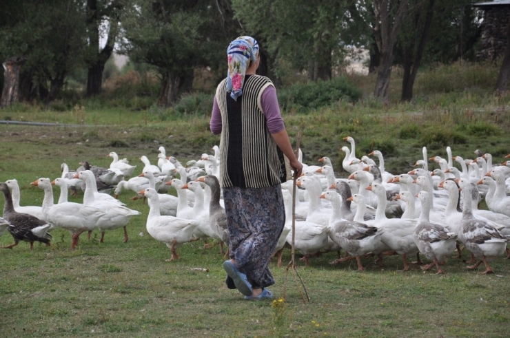 Kars’ta Kazlar Besiye Alındı