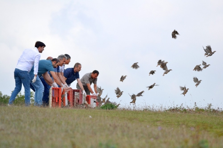 Kocaeli’de Zararlı Böceklerle Mücadele İçin Bin Keklik Doğaya Salındı