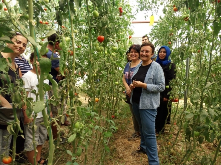 Alaşehir’de Bilinçli Tarım İçin Seracılık Kursu