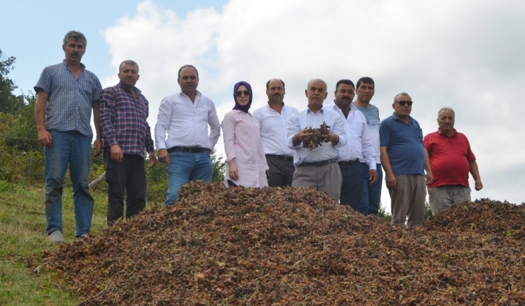 Üreticiler Tapusuz Fındık Alanlarının Çözüme Kavuşmasını İstiyor