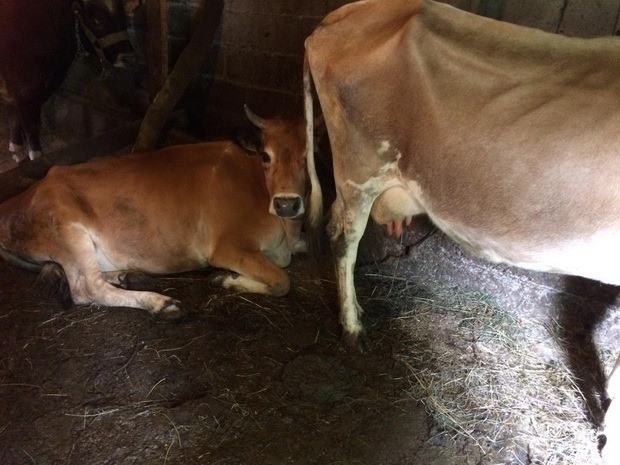 Selde Hayvanları Telef Olan Orman Köylülerine 40 Bin Tl’lik Hibe Desteği Sağlandı