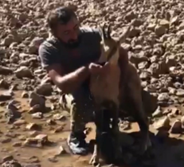 Belinden Sakat Dağ Keçisine Eliyle Su İçirdi