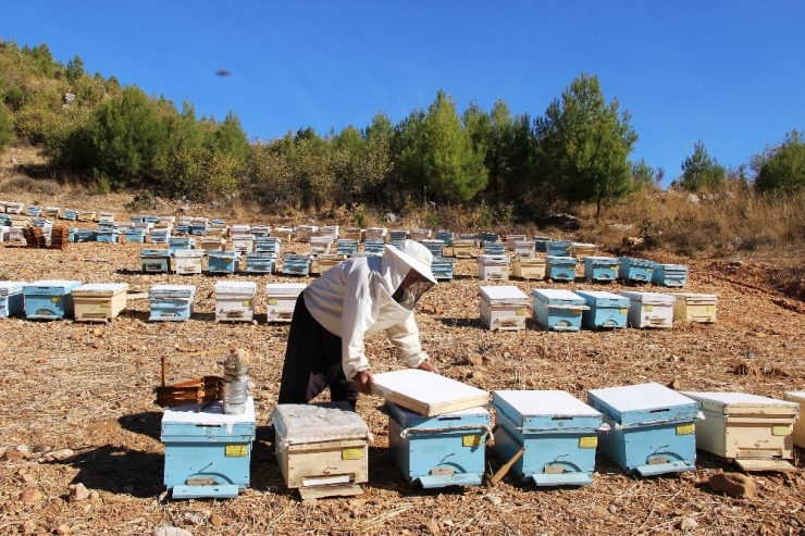 Türk Balını Kimliklendirme Projesi Sürüyor