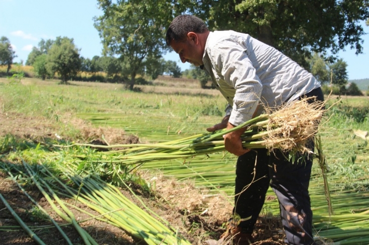 Samsun’da Kenevir Hasadı Başladı