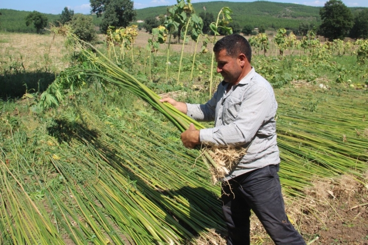 Samsun’da Kenevir Hasadı Başladı
