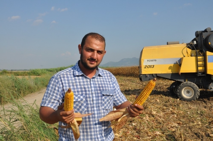 Üretici Mısır Fiyatlarının Arttırılmasını İstiyor